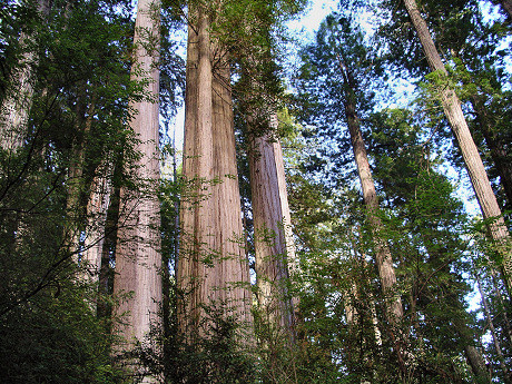 California Redwood Grove