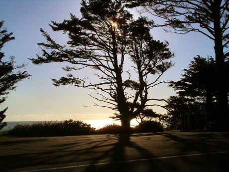 Lonely tree at dusk