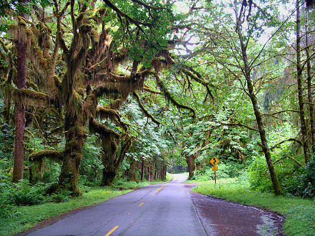 The Hoh Rainforest