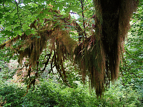 Moss-covered Tree