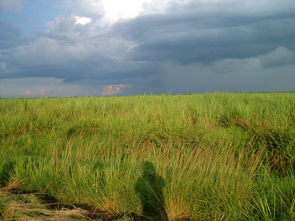 Storm over sugar field