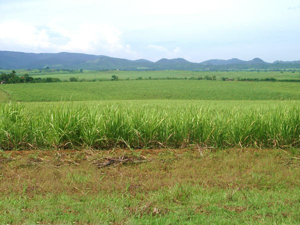 Sugar field