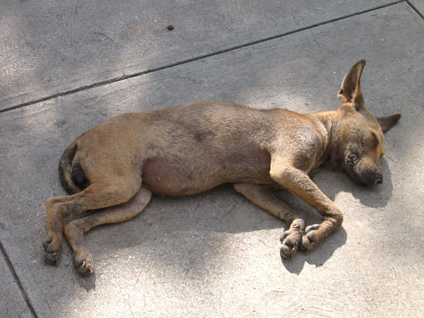 Cuban Pigeon-Dog