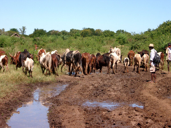 A Bad Road on the Way to Toliara