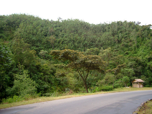 A Green Hillside