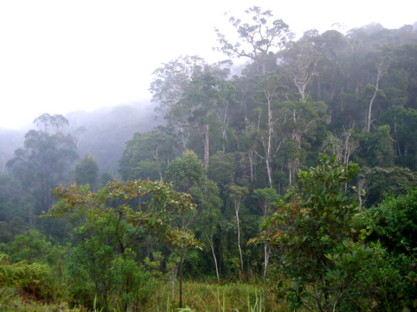 Misty Rainforest