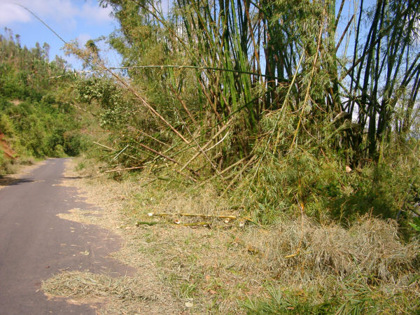 Cyclone Damage