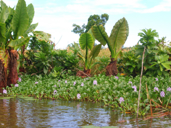 Tropical Foliage