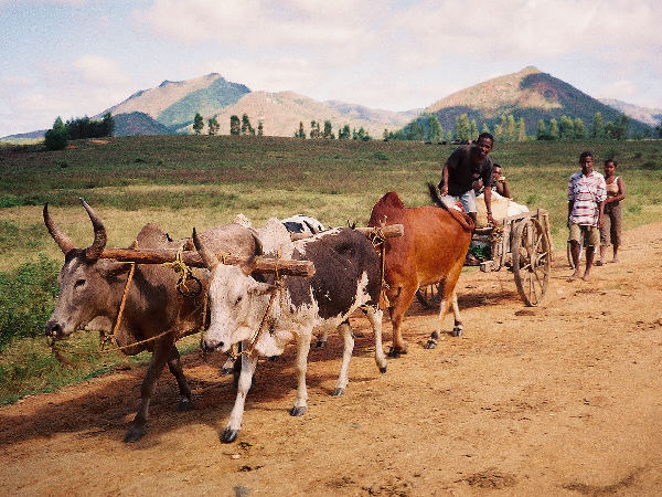 A Zebu Cart