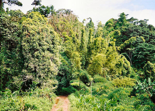 Thick Forest