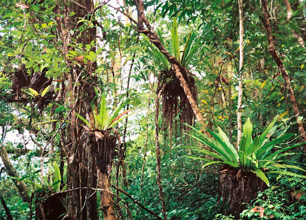 Rainforest Foliage