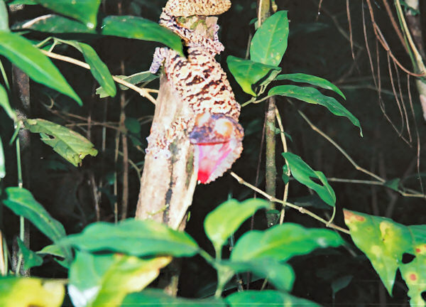 Leaf-Tailed Gecko