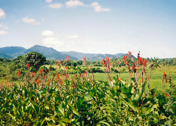 Pretty Foliage