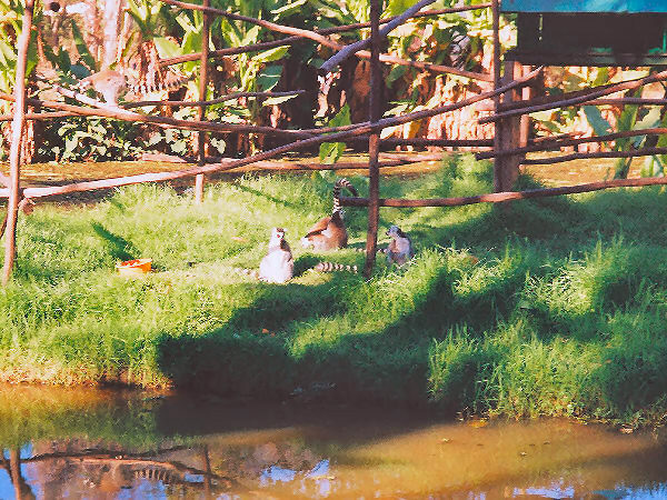 Ring-Tailed Lemurs