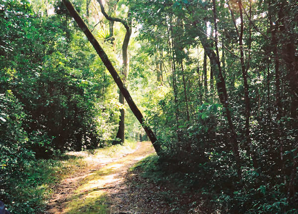 Mt.d'Ambre National Park