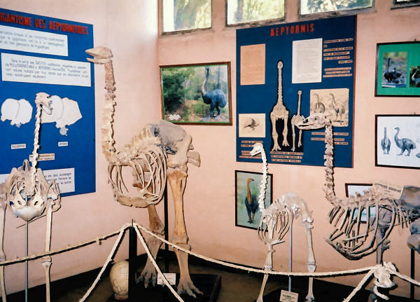 Elephant-Bird Skeletons
