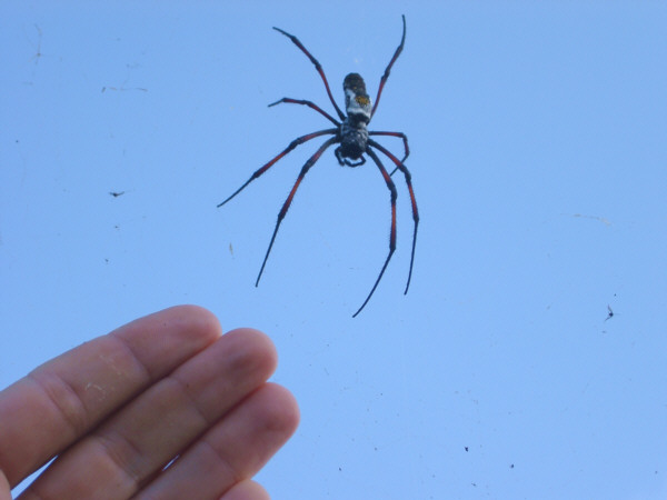 Golden Orb-Web Spider