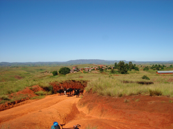 Zebu Share the Road