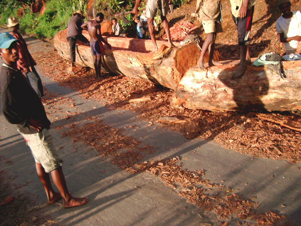 Carving a Pirogue