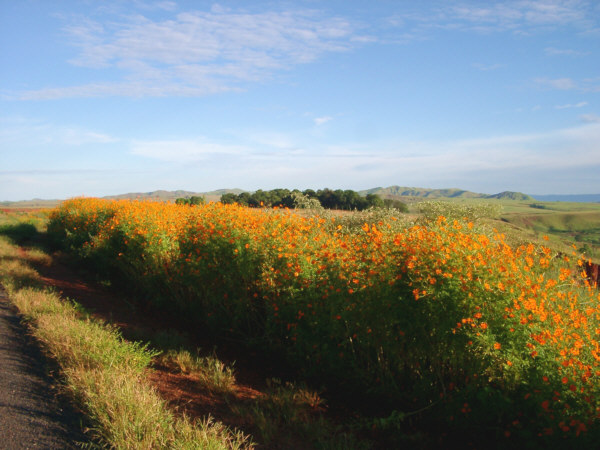 Wildflowers