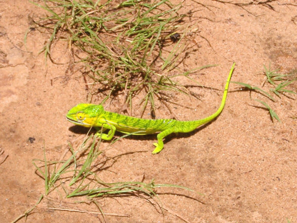 A Bright Green Chameleon