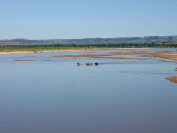 Zebu Crossing the Sakeny River