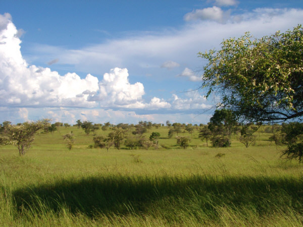 Western Savanna