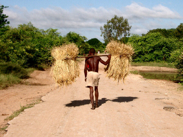 Man Carrying Straw