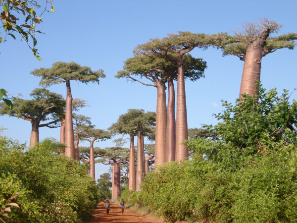 Avenue of the Baobabs