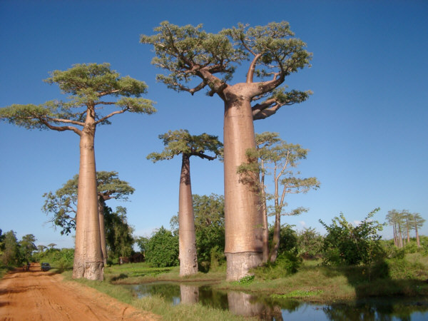 More Baobabs