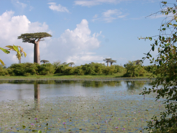 Baobab and Lillypond