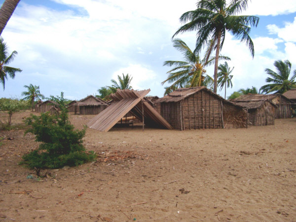 Planks drying in Andika