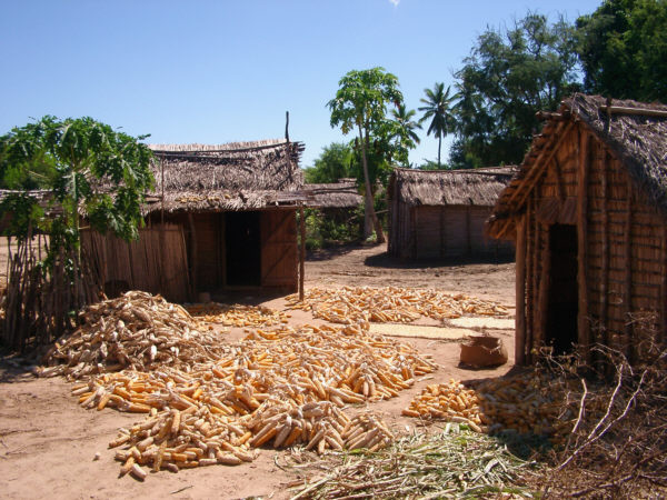 Maize Drying in Ambalabe