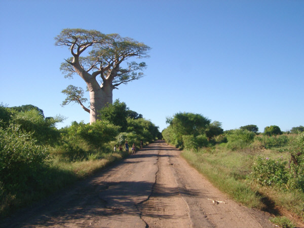Rough Road With Baobab