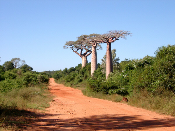 Baobabs