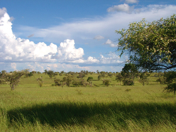 Western Savannah