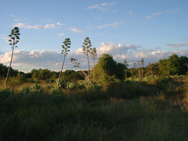 Sisal Plants