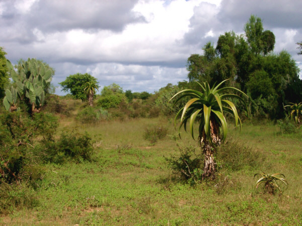 Desert Plants