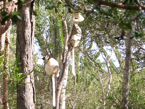 Sifakas