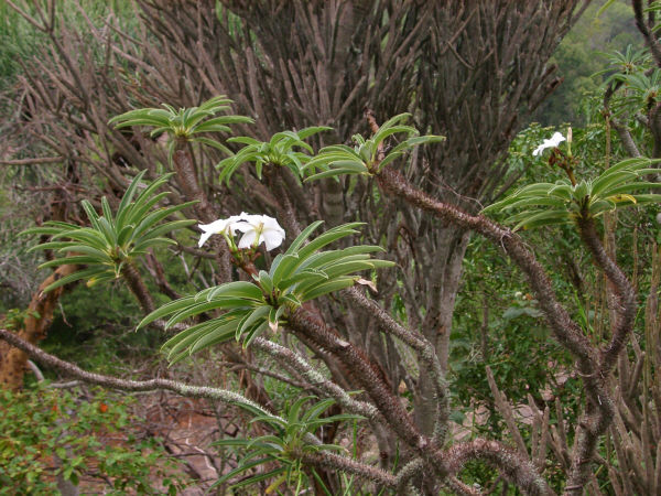 A Transition Forest Plant