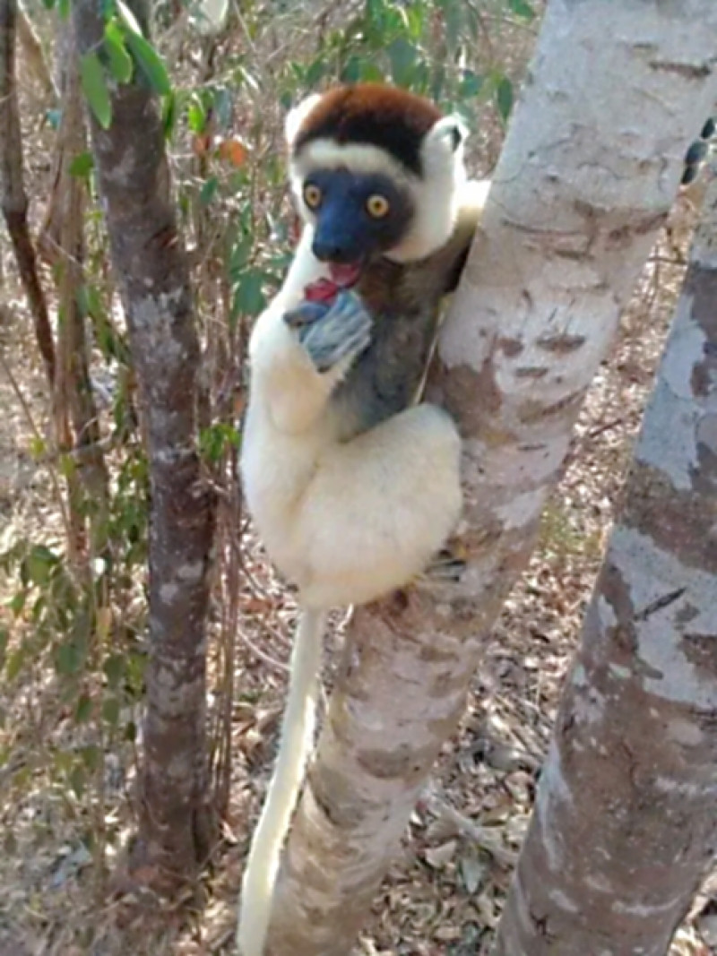 Verreaux's Sifaka