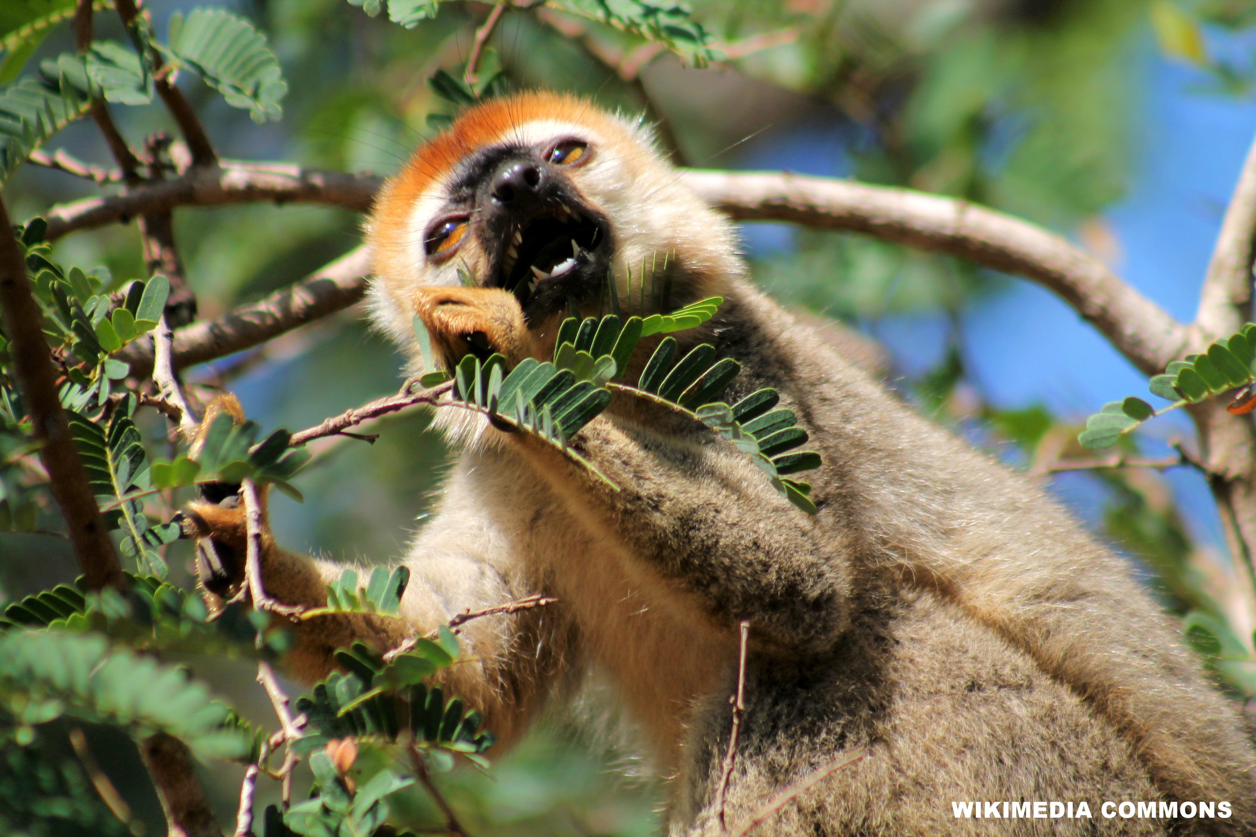 Red-Fronted Brown Lemur