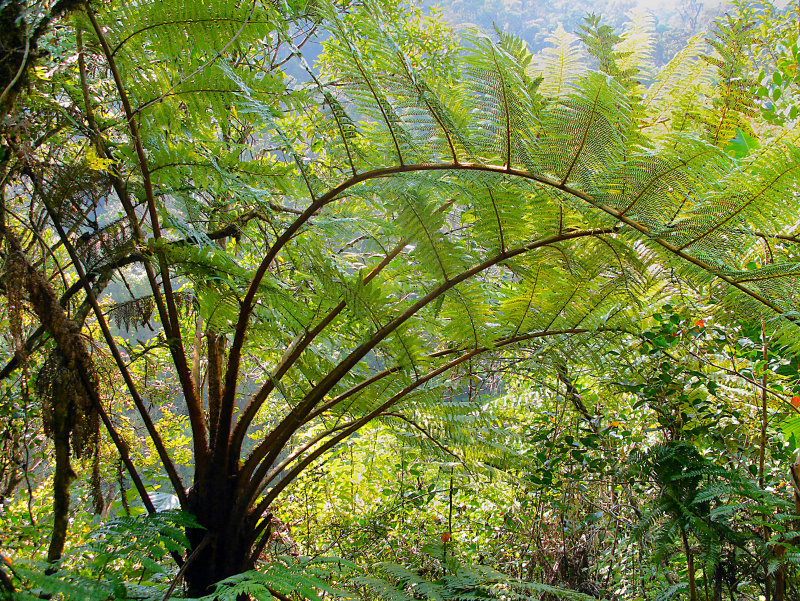 Ranomafana National Park
