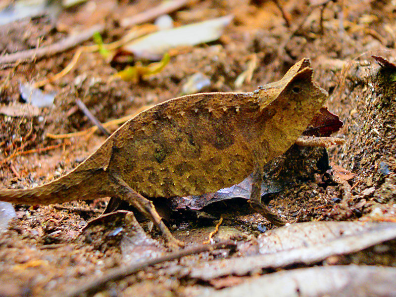Brown Leaf Chameleon