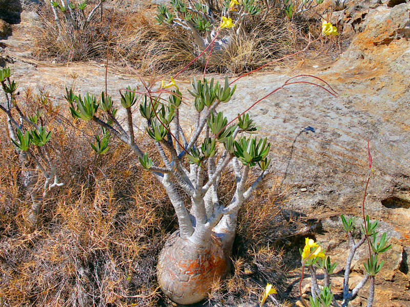 Pachypodium