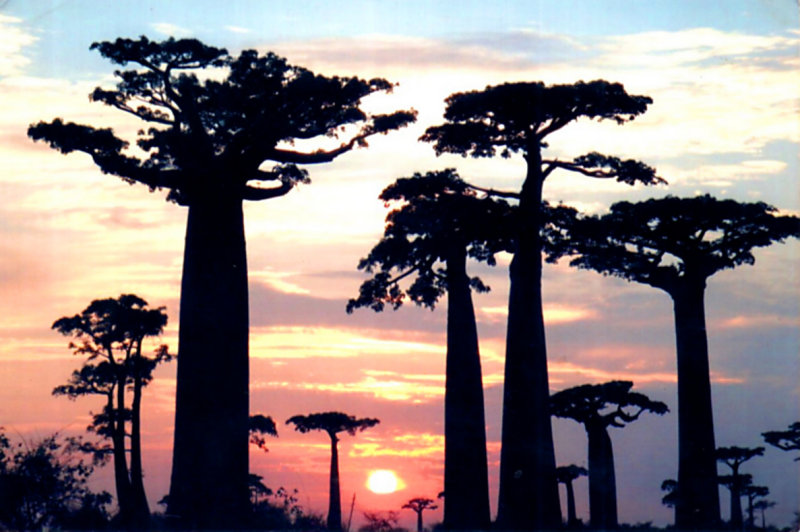 Avenue of the Baobabs