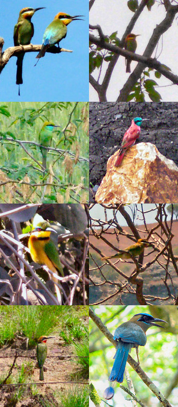 Bee-Eaters