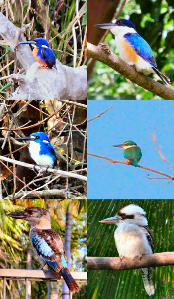 Kingfishers