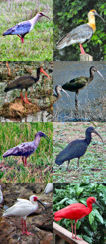 More Ibises