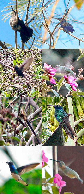 More Hummingbirds